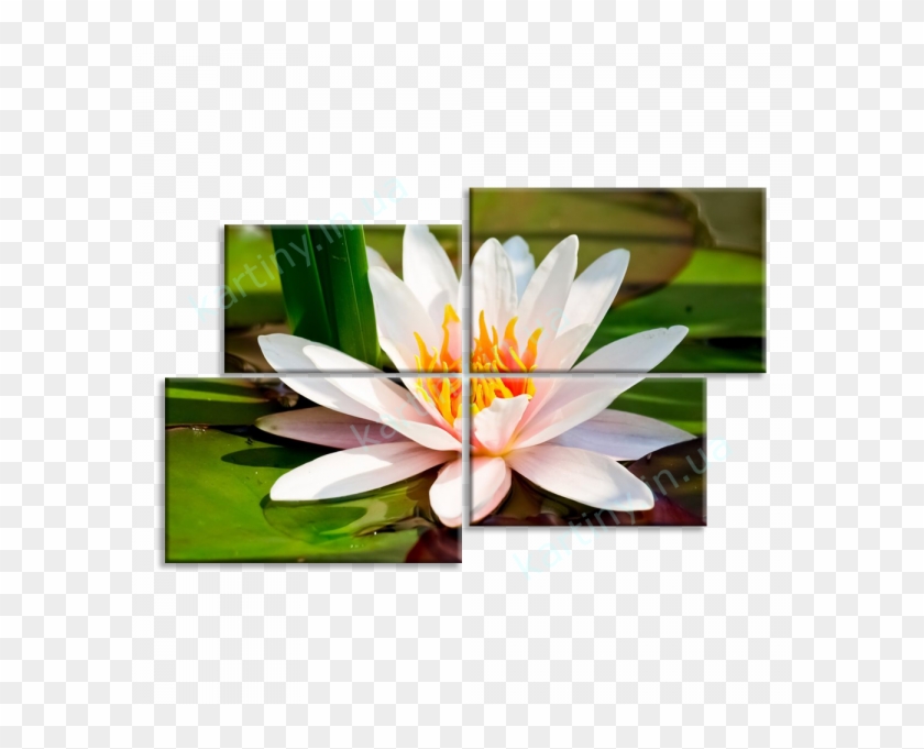 Картина Лотос - Water Lily Shower Curtain #993021