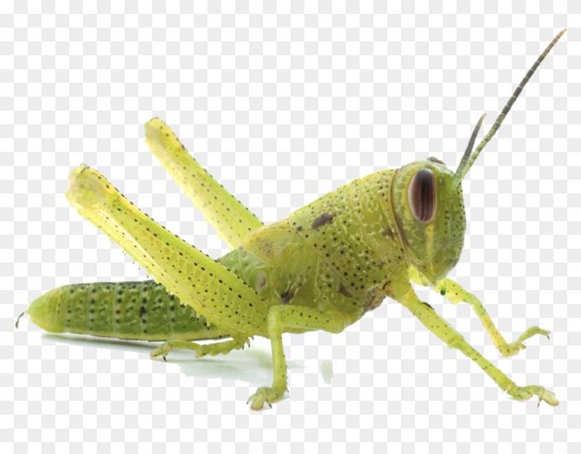 Halloween Transparent Png Sticker - Grasshopper 1st Stage Nymph #993064