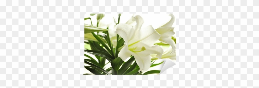 Lily #993084