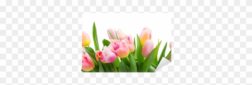 Tulip #993136