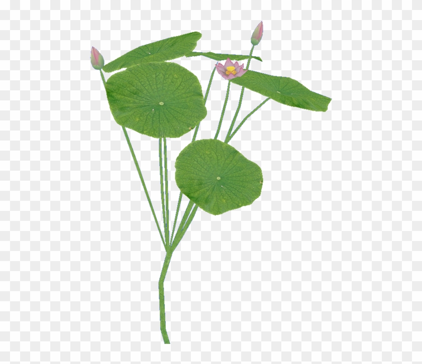 Sacredlotus3 Ztabc - Nasturtium #993156