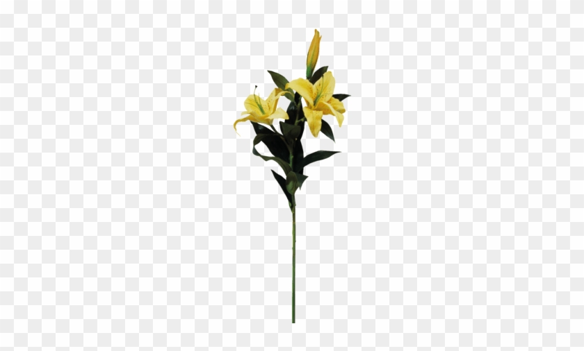 黄色百合卡通透明素材 - Stargazer Lily #993163