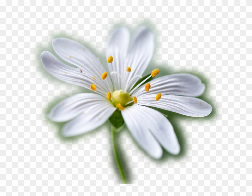 Partager - - Society6 Stitchwort Iphone & Ipod Skin - Iphone #993164
