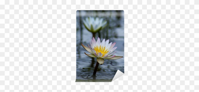 Sacred Lotus #993169