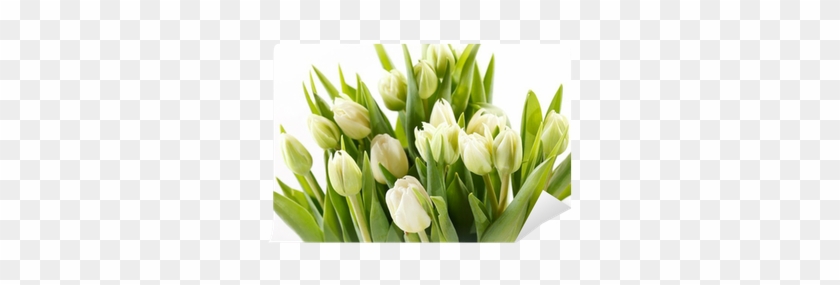 Tulip #993180