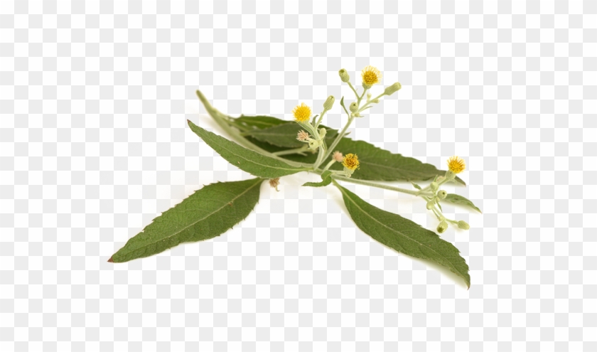 Canfora - Ngai Camphor #993214