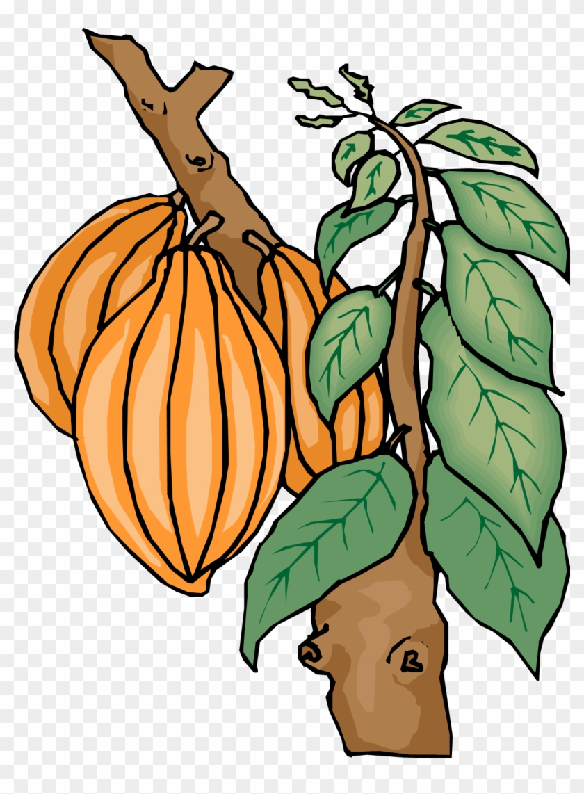 Kinder Chocolate Theobroma Cacao Cocoa Bean Cocoa Butter - Cocoa Tree Clip Art #174222