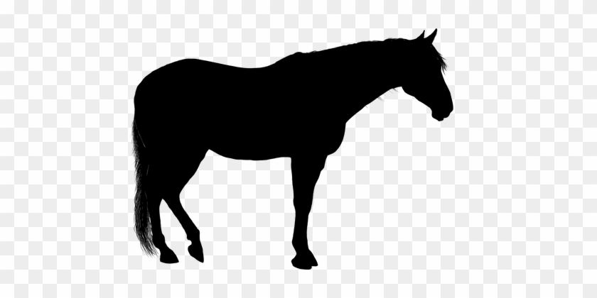 Tier Pferde Pferd Fahrt Silhouette Transpo - Standing Horse Silhouette #176596