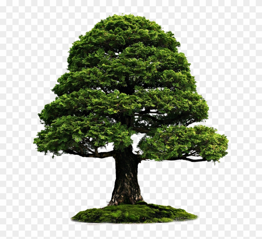 Bonsai Png #999625