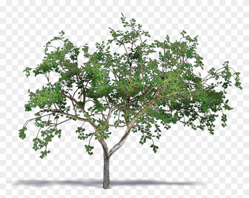 Tree #999699