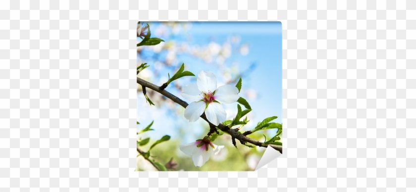 Cherry Blossom #999709