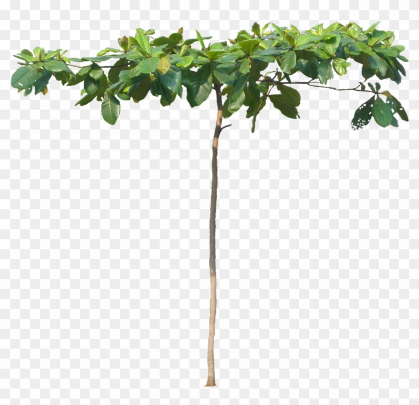 Young Tree, Height - Tropics #999726