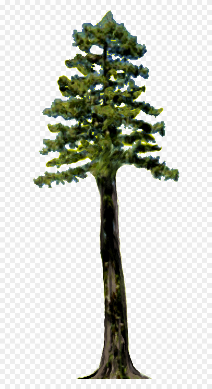 Pine Clipart Redwood Tree - Tall Tree Clip Art #999741