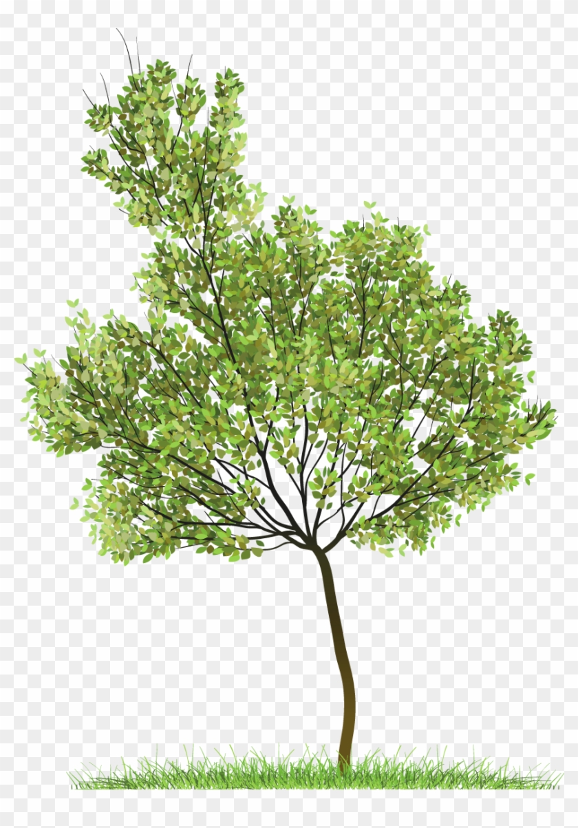 Green Tree, Sorted Hugh Kirk - Tree Transparent #999789