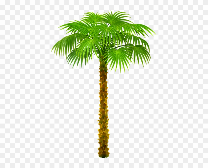 Palm Tree Clipart Images With Transparent Background - Palm Tree With Transparent Background #999818