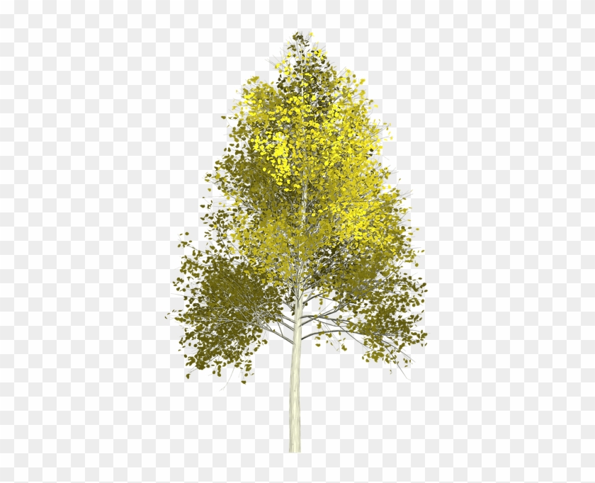 Tree Painting Cliparts 9, Buy Clip Art - Aspen Tree Png #1000467