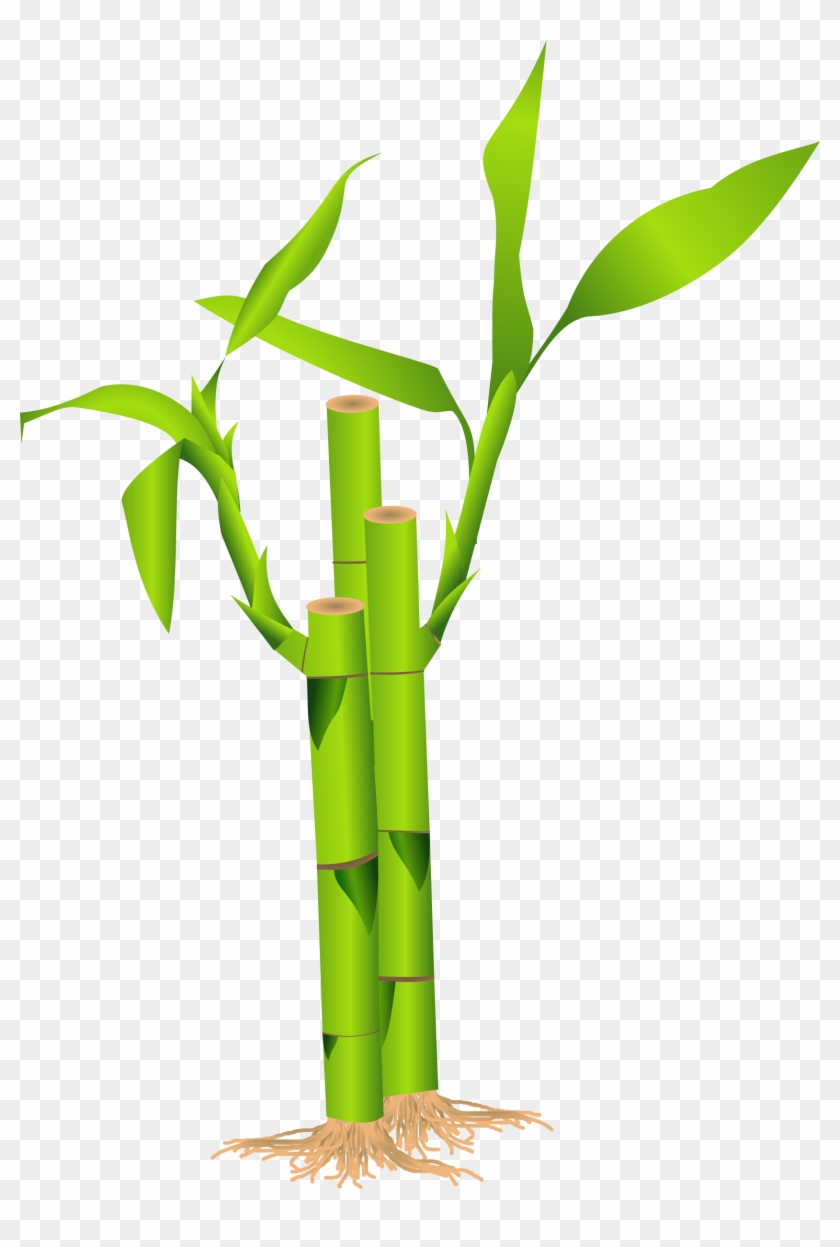 Bamboo Clipart - Bambu Vector Png #1000517