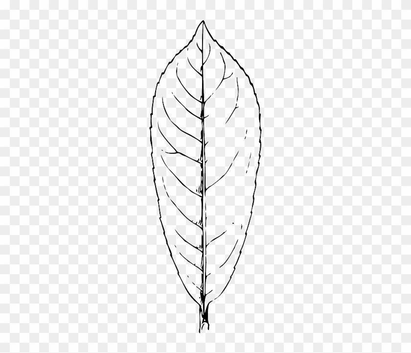 Green, Outline, Leaf, Plant, Leaves, Laurel - Sketch #1000533