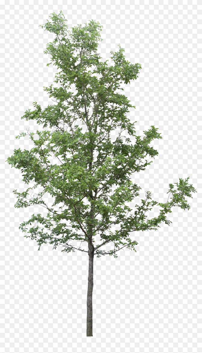 Tree Clip Art - Transparent Background Tree Png #1000544
