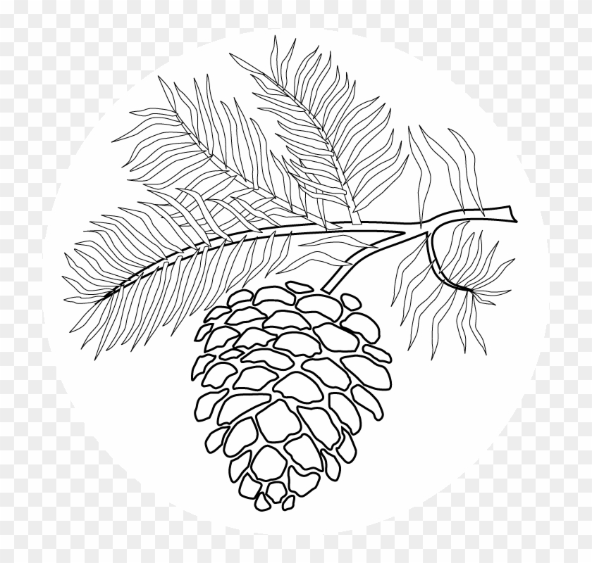 Pine Cone Line Drawing At Getdrawings - Pine Cone Drawing Easy #1001095