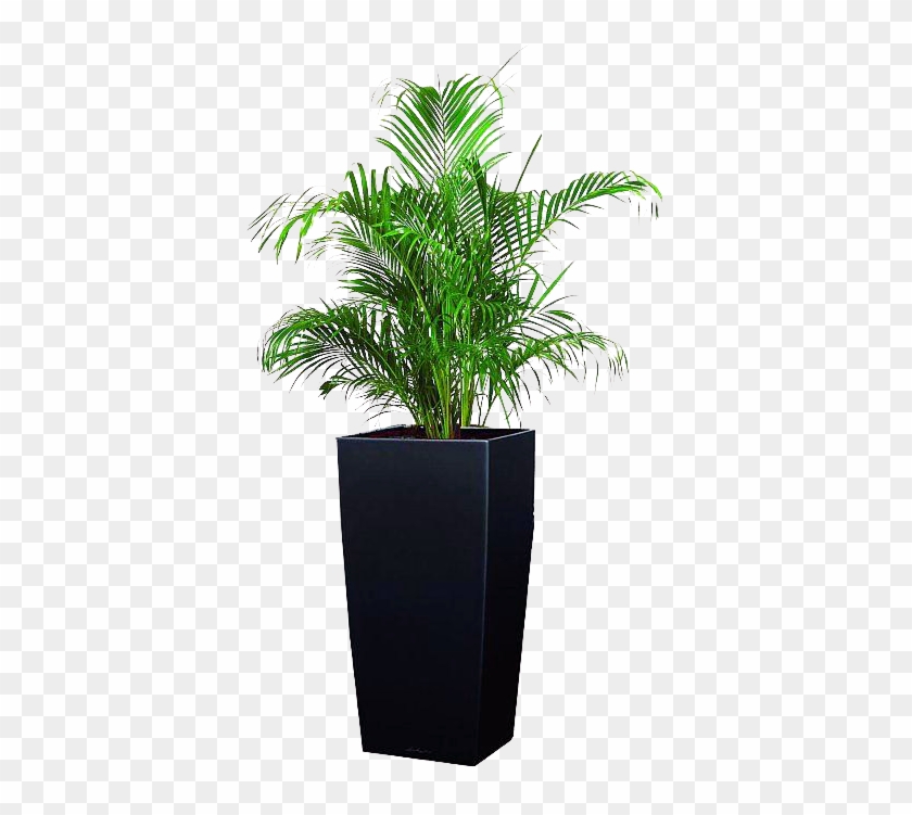 Cây Cau Nhật - Yellow Palm #1001290