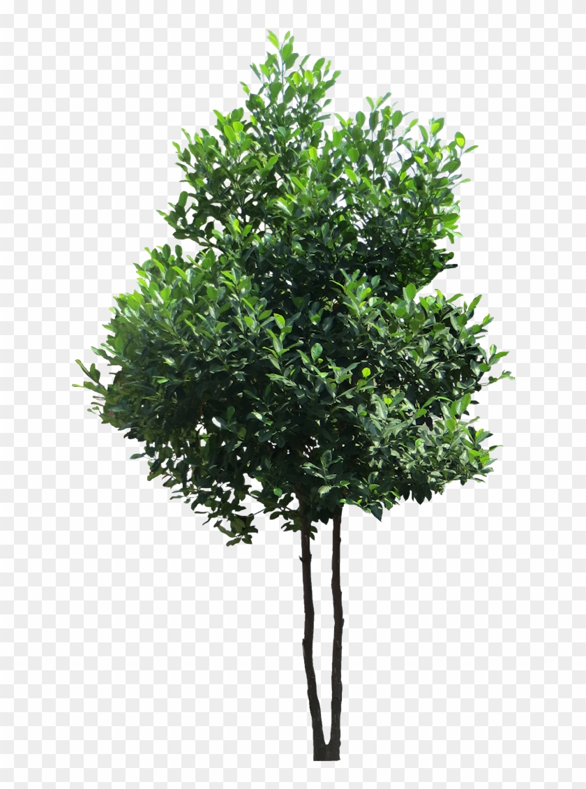 Cây Mít Dễ Tính Về Mặt Đất Đai, Đất Dù Xấu, Nhiều Sỏi - Tree Png #1001297