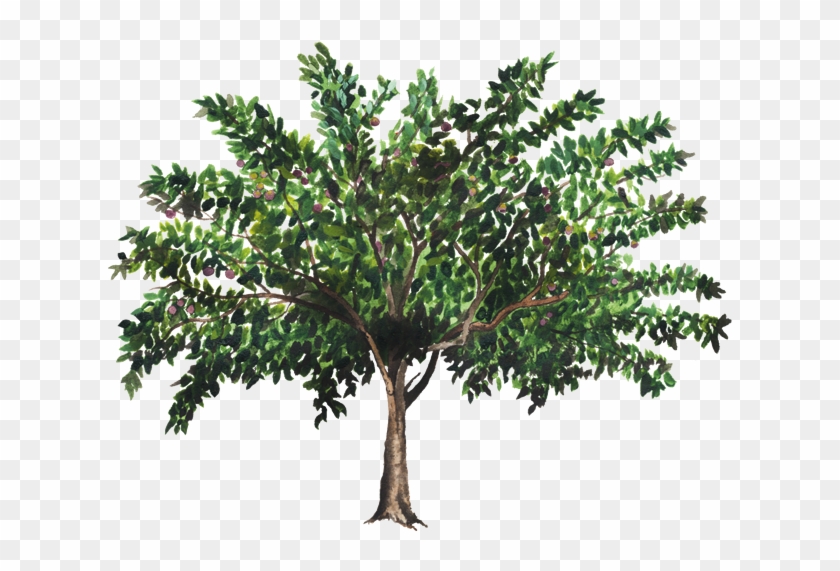 Cây Vú Sữa Được Trồng Làm Cây Xanh Công Trình, Cây - Mexican Pinyon #1001325