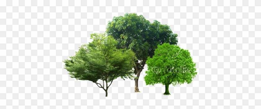 Dịch Vụ Chăm Sóc Cây Xanh - Tree #1001349