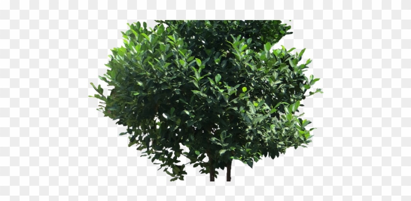 Cây Mít - Tree #1001352