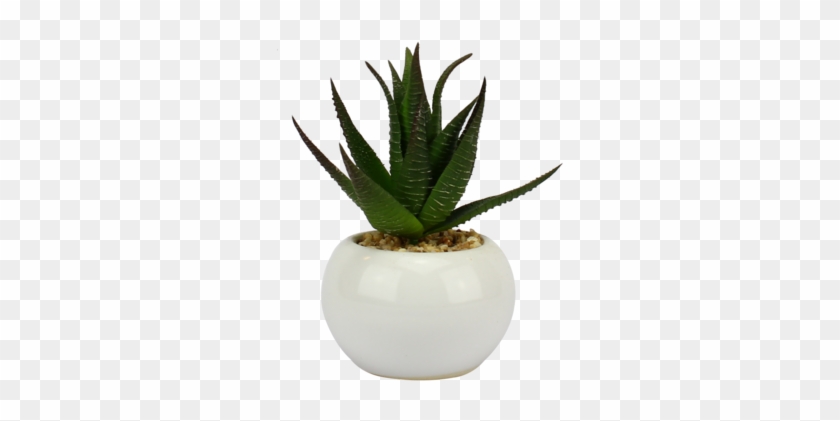 Cây Lưỡi Hổ Có Tác Dụng Gì - Houseplant #1001421
