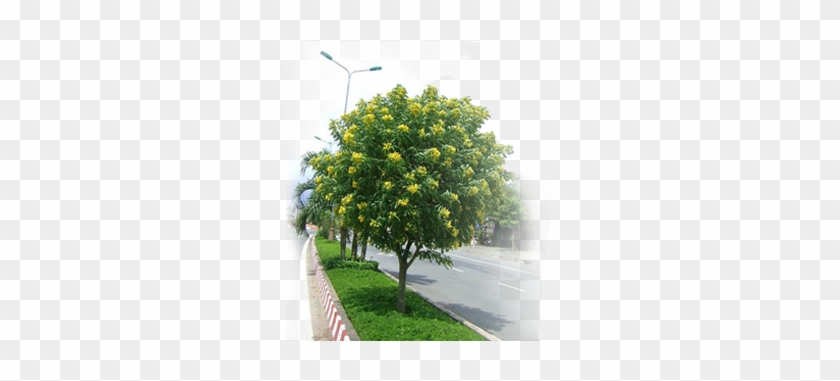 Cây Xanh Công Trình - Cây Trồng Dải Phân Cách #1001468