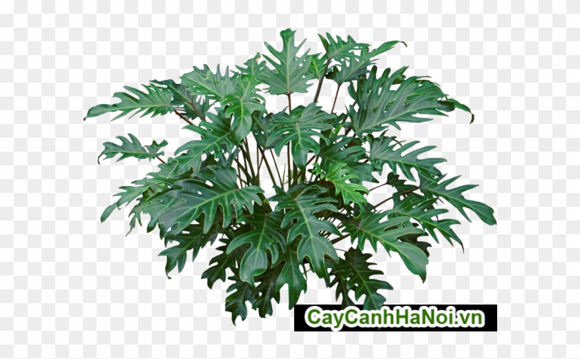 Lá Của Cây Trầu Bà Lá Xẻ Để Bàn - Lá Của Cây Trầu Bà Lá Xẻ Để Bàn #1001471