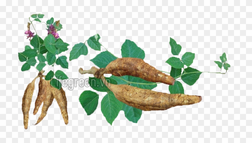 Củ Của Cây Sắn Dây - Jerusalem Artichoke #1001480