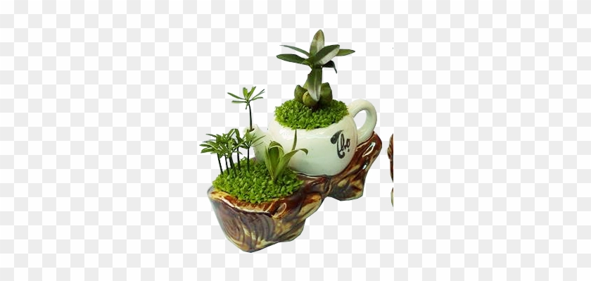 Cây - Cây Tài Lộc May Mắn #1001485