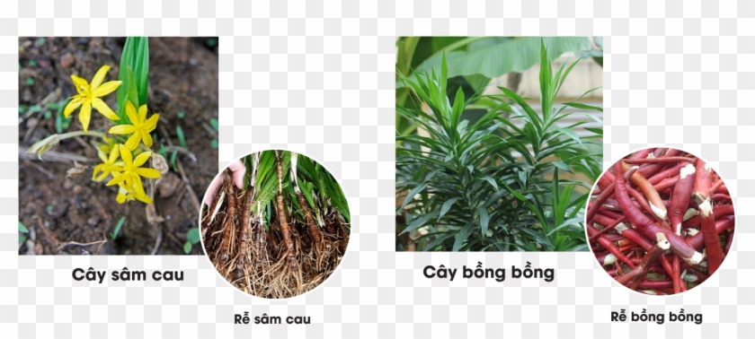 Thậm Chí, Rễ Cây Bồng Bồng Còn Có Độc Ở Vỏ, Khi Sử - Thậm Chí, Rễ Cây Bồng Bồng Còn Có Độc Ở Vỏ, Khi Sử #1001512