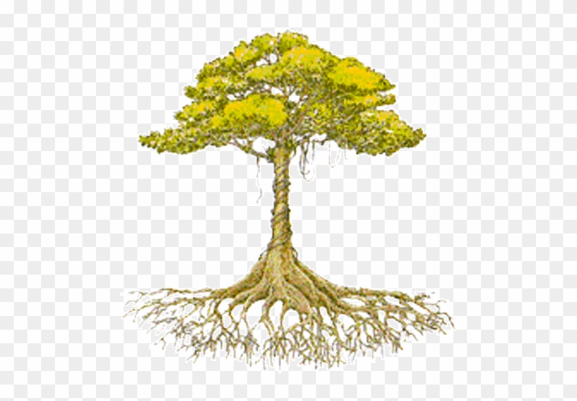 De Racine D Arbre #1001718