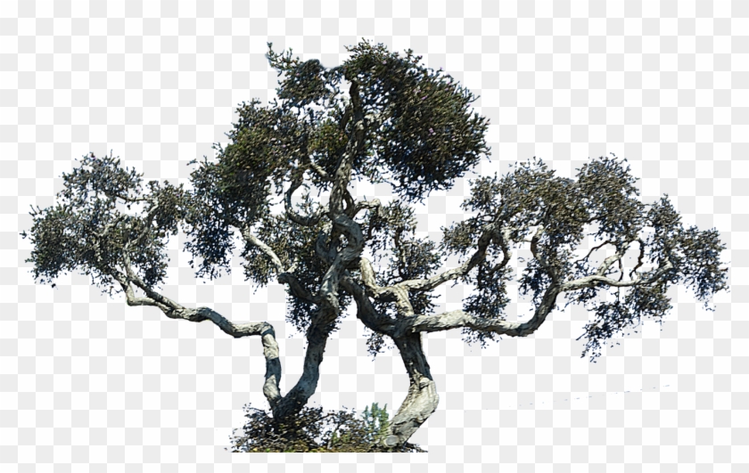 Redwood Trees Clip Art Download - Cypress Trees Png Files #1001887