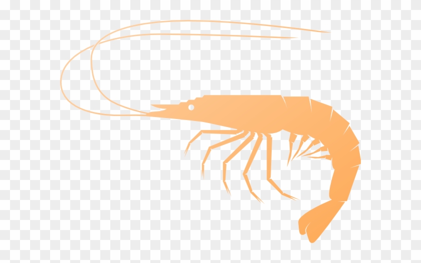 Shrimps Clipart 11 - Shrimps Clipart 11 #1001897