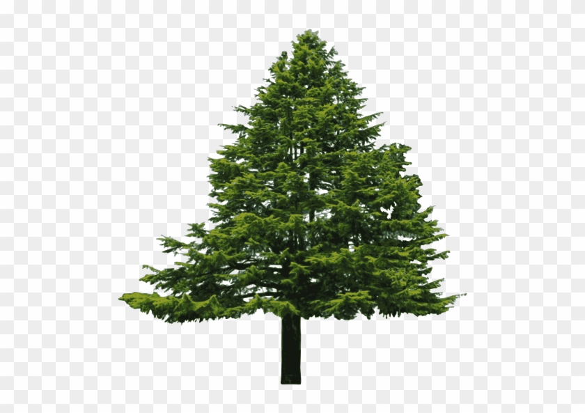 Abies Clipart #1003028