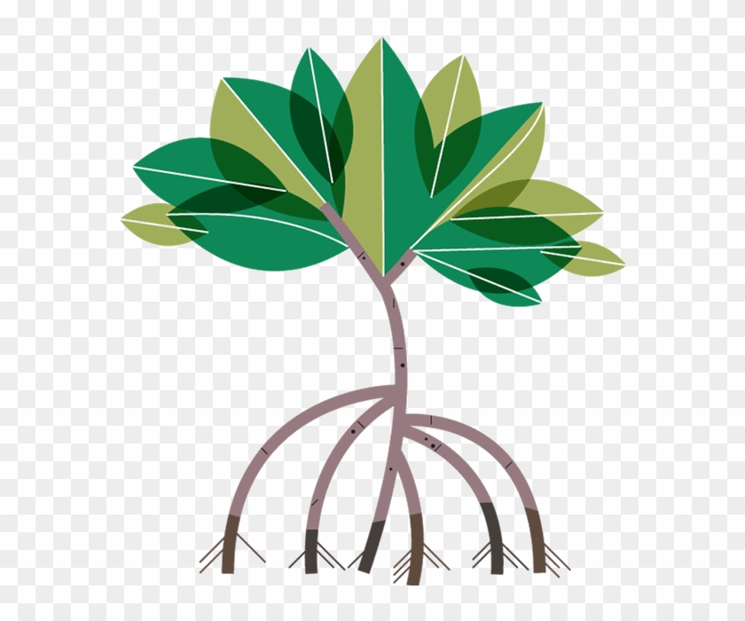 Mangrove Clipart - Mangrove Clipart #1004370