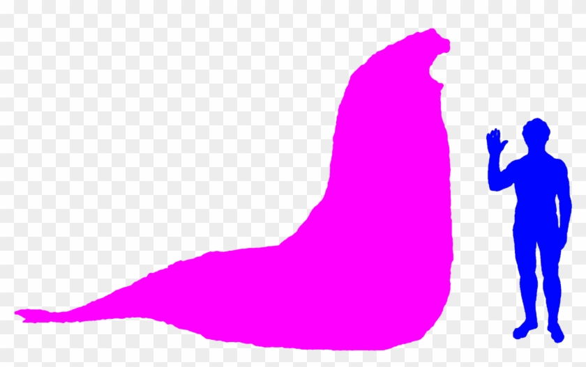 An Elephant Seal And - Southern Elephant Seal Size Comparison #1004761