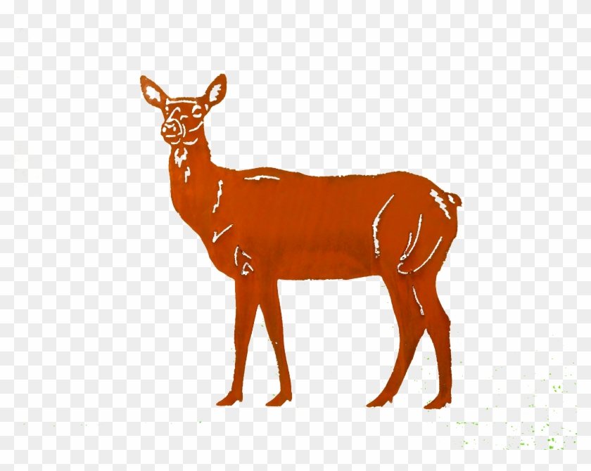 Doe-small Larger Image - Roe Deer #1004773