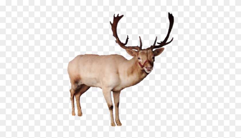 Image Of Reindeer - Reindeer Png #1006482