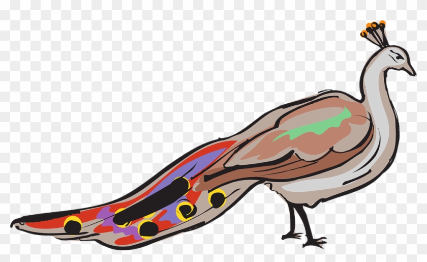 Tavuskuşu Png #1006675