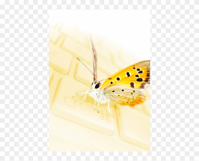Image Id, - Lycaenid #1007080
