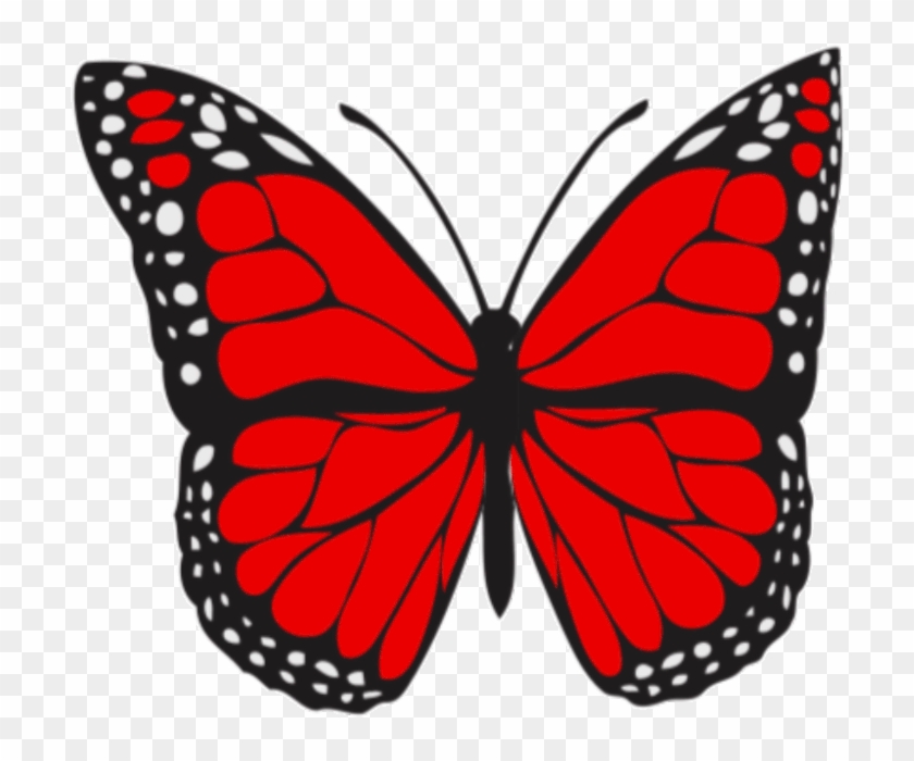   Brush-footed Butterfly #1007203