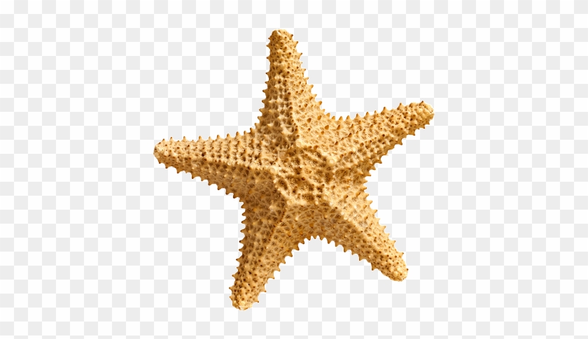 28 Collection Of Starfish Clipart No Background - Carolina Hardware And Decor Starfish #2 1.5" Round #1007737