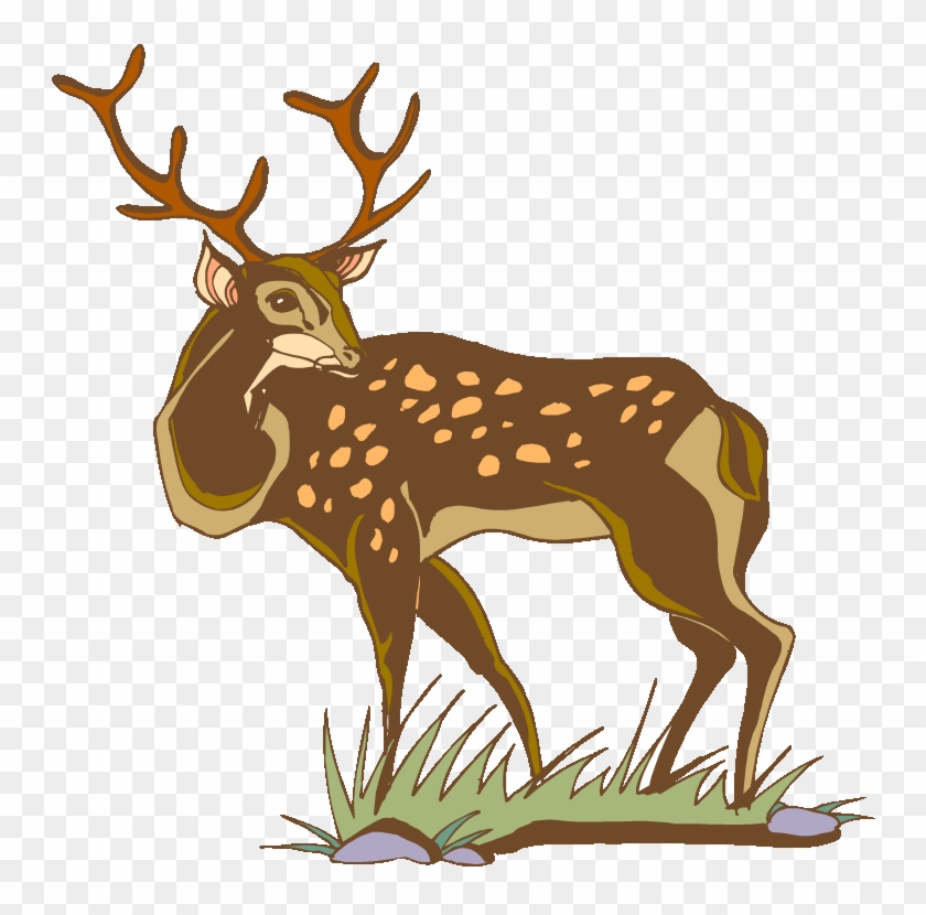 Mule Deer - White-tailed Deer #1007832