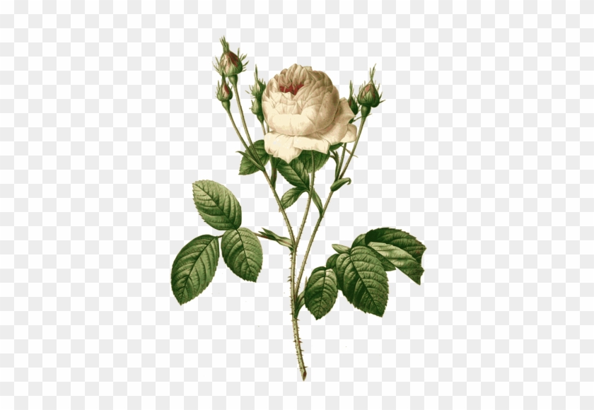 Pink Rose Branch - Giclee Painting: Redouté's Rosa Centifolia Carnea, #1008759