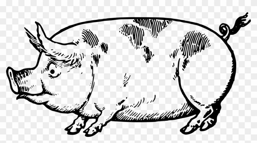 That Can Be Used In Adobe Illustrator, Inkscape Or - Pigs Sideways #1009092